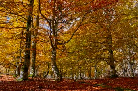 Autumn in the forest Photos