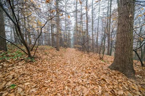 Autumn in the forest Foto stock