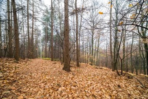 Autumn in the forest Stock Photos