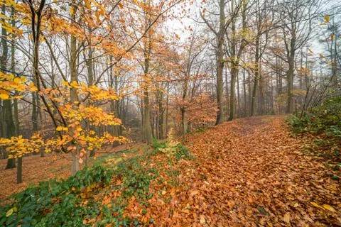 Autumn in the forest Stock Photos