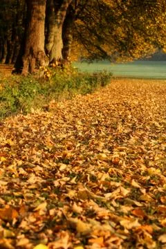 Autumn in the forest Stock Photos