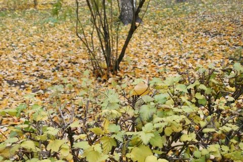 Autumn forest Stock Photos