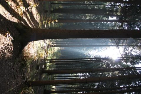Autumn forest Stock Photos
