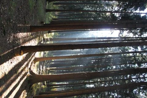 Autumn forest Stockfoto's