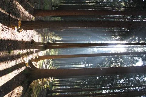 Autumn forest Stock Photos