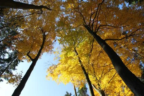 Autumn forest Stock Photos
