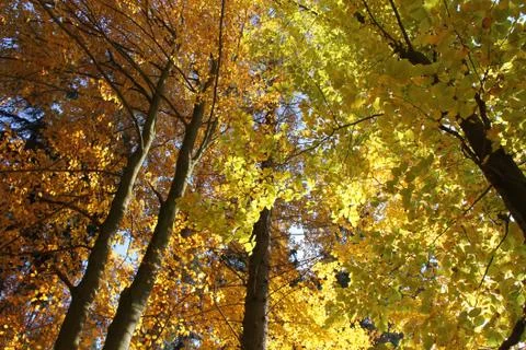 Autumn forest Stock Photos