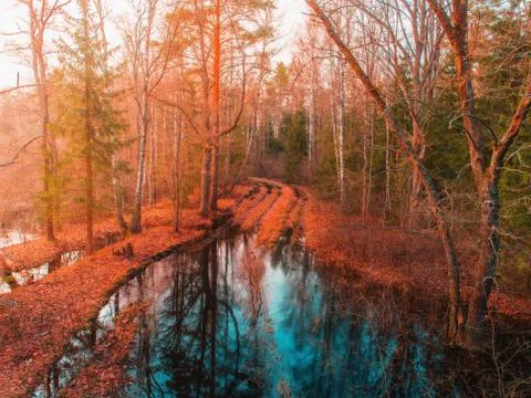 Autumn forest Stock Photos