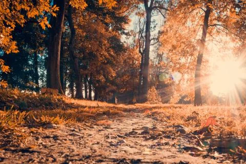 Autumn forest Stock Photos
