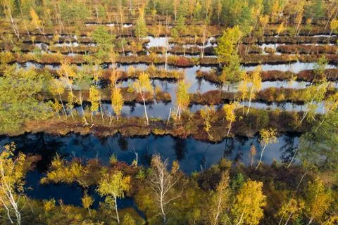 Autumn forest Stock Photos