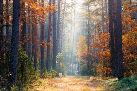 Autumn forest Stock-Fotos