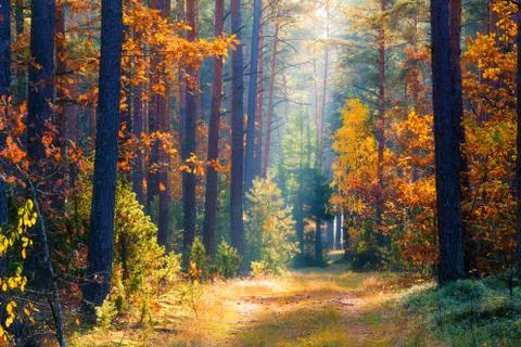 Autumn forest Stock-Fotos