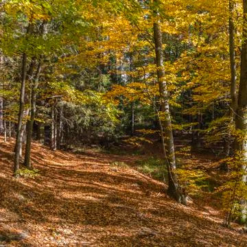 Autumn in the forest Stock Photos