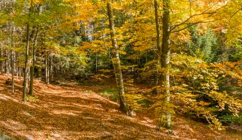 Autumn in the forest Stock Photos
