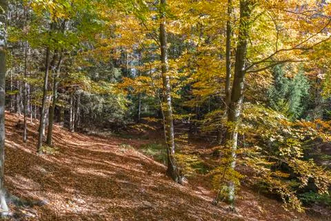Autumn in the forest Stock Photos