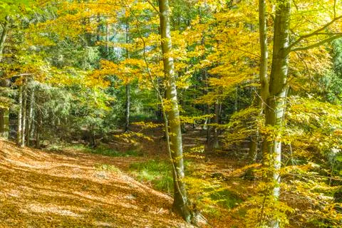 Autumn in the forest Stock Photos