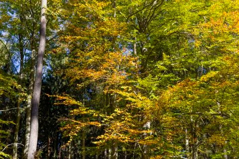 Autumn in the forest Foto stock