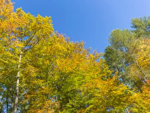 Autumn in the forest Stock Photos