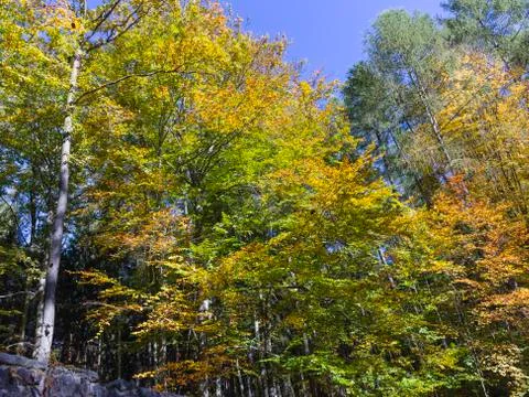 Autumn in the forest Stock Photos