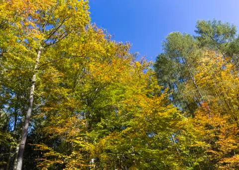 Autumn in the forest Stock Photos