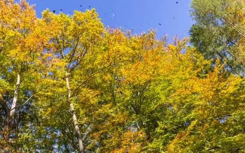 Autumn in the forest Stock Photos
