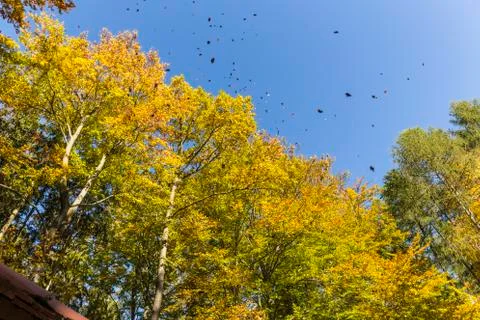Autumn in the forest Stock Photos
