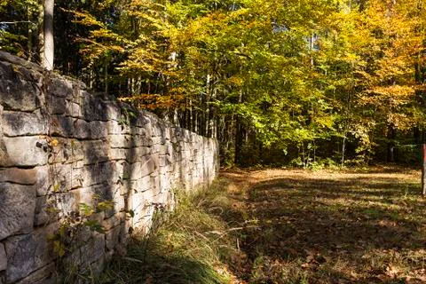 Autumn in the forest Foto stock