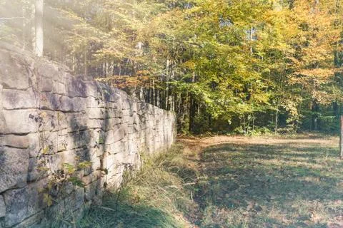Autumn in the forest Stock Photos