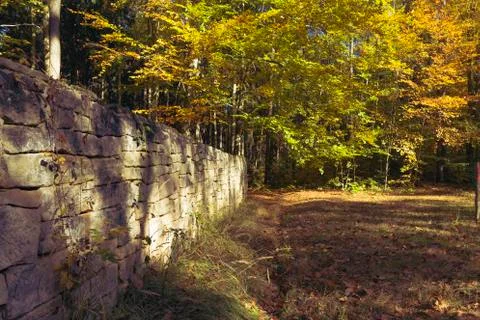 Autumn in the forest Stock Photos