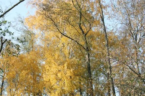 Autumn forest Stock Photos