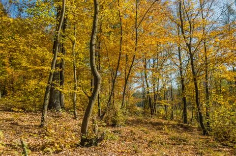 Autumn forest Foto stock