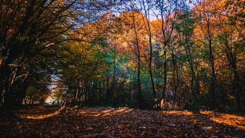Autumn forest Foto stock