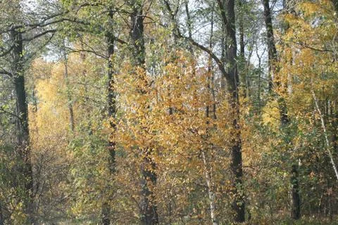 Autumn forest Stock Photos