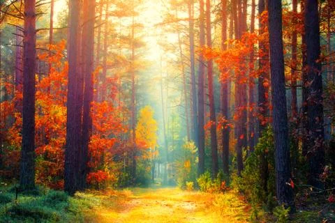 Autumn forest Stock Photos