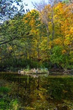 Autumn in the forest Stock Photos