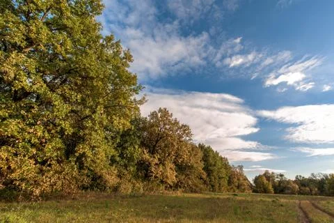 Autumn forest Stock Photos