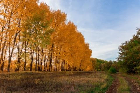 Autumn forest Stock Photos