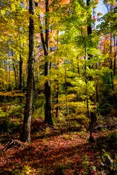 Autumn in the Forest Stock-Fotos