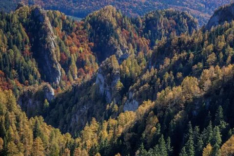Autumn forest Stock Photos