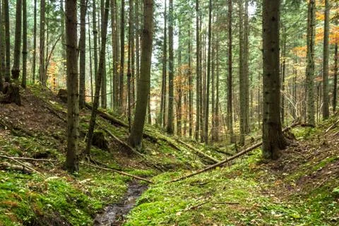 Autumn forest Stock Photos