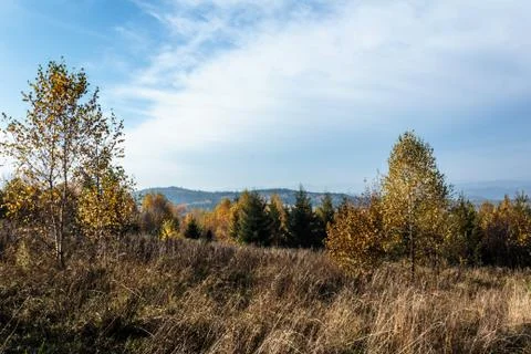 Autumn forest Stock Photos