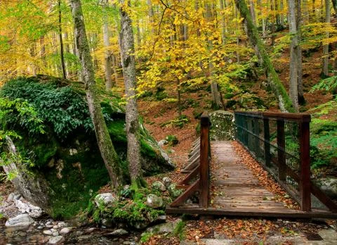 Autumn in the forest 写真素材