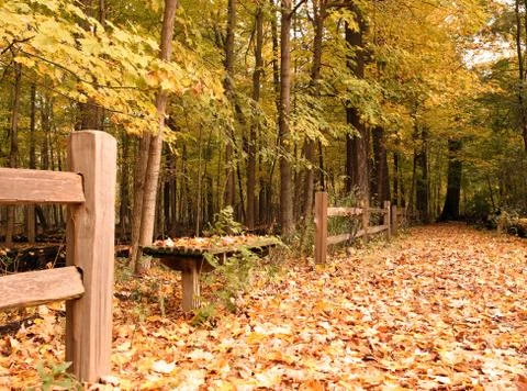 Autumn in the forest Stock Photos