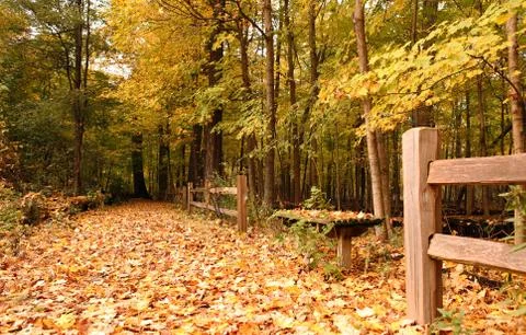 Autumn in the forest Stock Photos