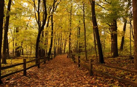 Autumn in the forest Stock Photos