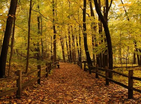 Autumn in the forest 写真素材