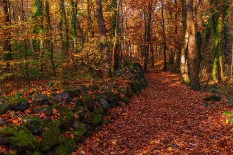 Autumn in the forest Stock Photos