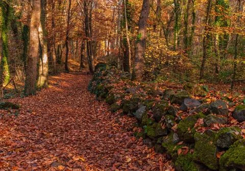 Autumn in the forest Stock Photos
