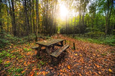 Autumn in the forest Stock Photos