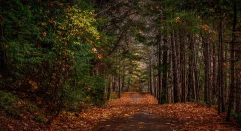 Autumn in the forest Stock Photos